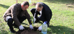 Заместитель министра Михаил Мальцев и администрация КДКБ высадили дубки на территории больницы